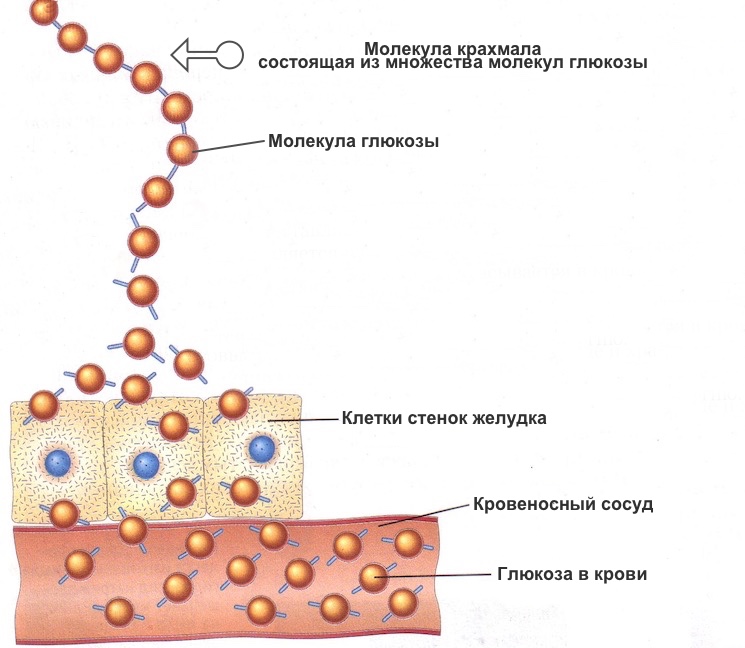 Углевод клеточной стенки. Всасывание Глюкозы. Всасывание Глюкозы в кишечнике. Механизм всасывания Глюкозы в кишечнике. Схема всасывания Глюкозы в кровь.