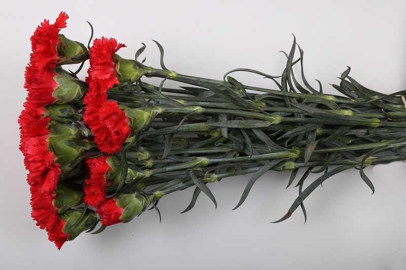 Сколько стоит гвоздика в цветочном магазине. Срезанные розы Диантус. Гвоздики. Красные гвоздики. Срезанные гвоздики.