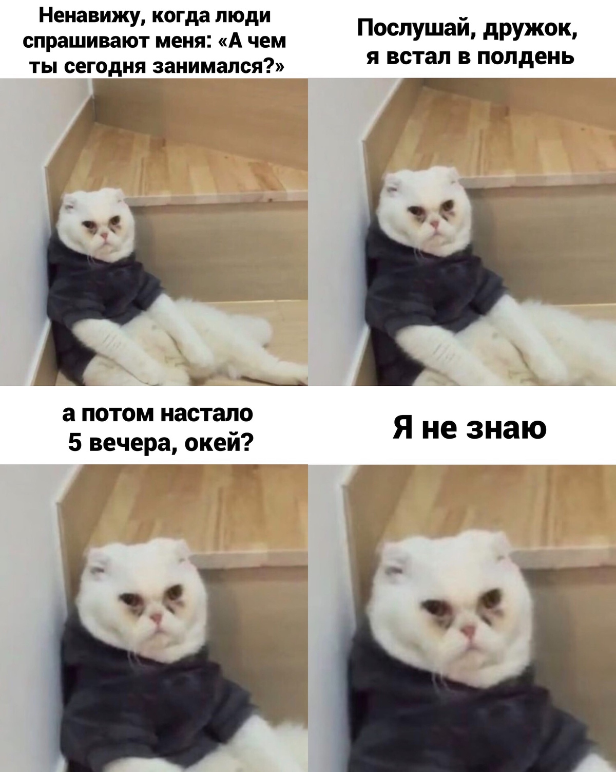 Мем с осуждающим котом