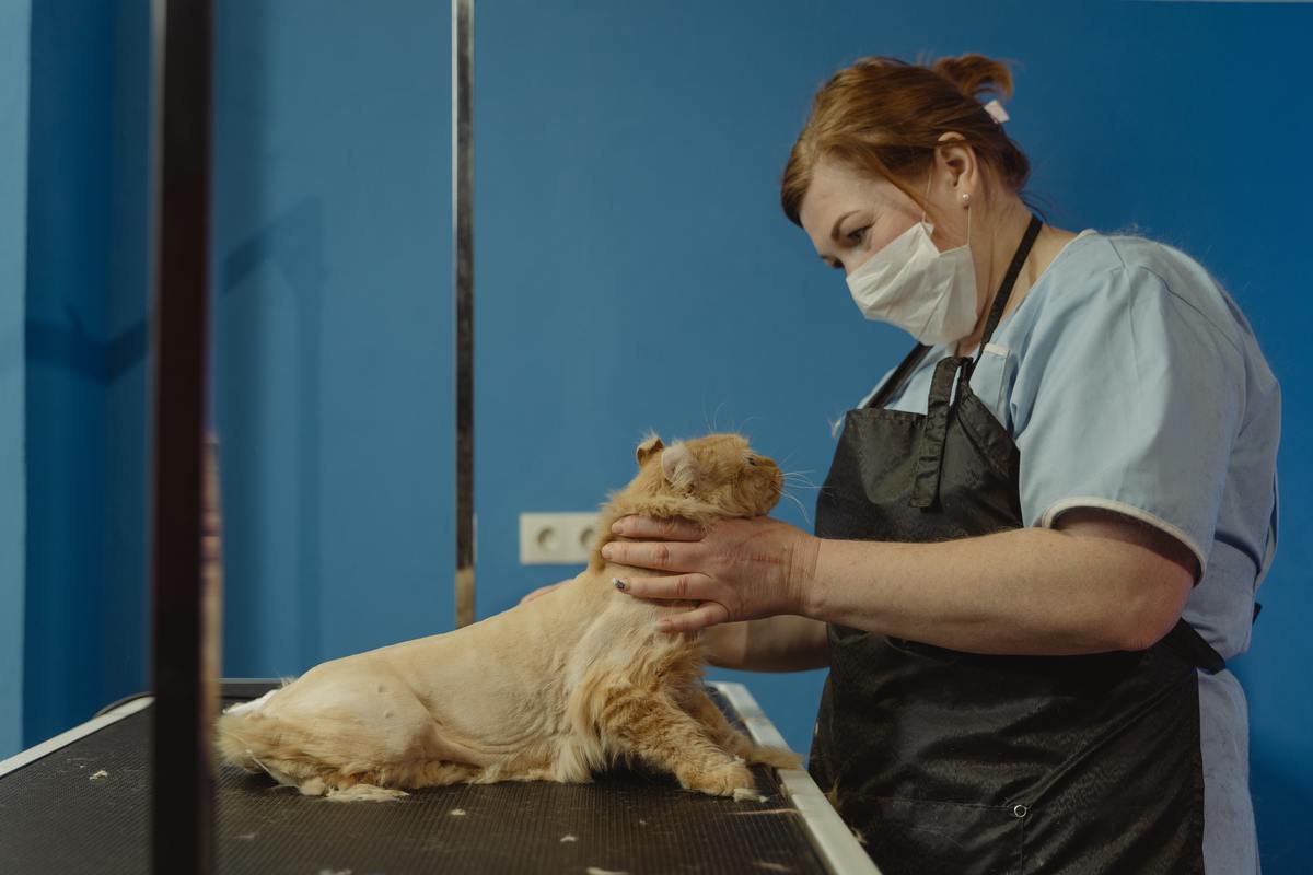 5+ вещей, которые нельзя делать при уходе за кошкой