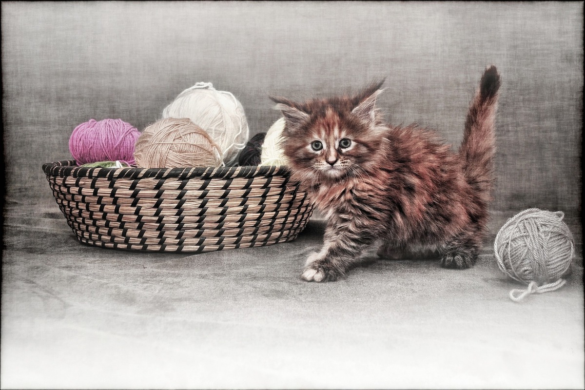 5+ вещей, которые нельзя делать при уходе за кошкой