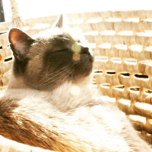 10+ солнечных фото котов, от которых становится тепло даже суровой зимой