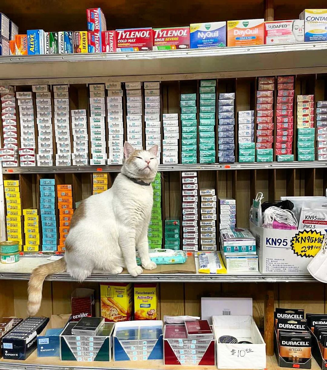 10+ фото котов, которые чувствуют себя деловыми владельцами магазинов