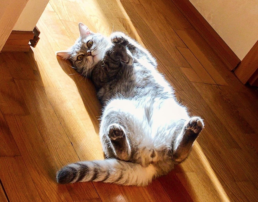 10+ солнечных фото котов, от которых становится тепло даже суровой зимой