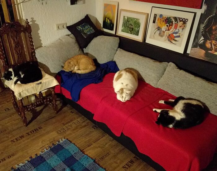 10+ умилительных фото котов, которые поднимут настроение любому