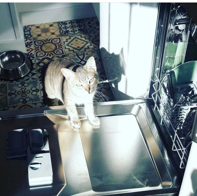 10+ солнечных фото котов, от которых становится тепло даже суровой зимой