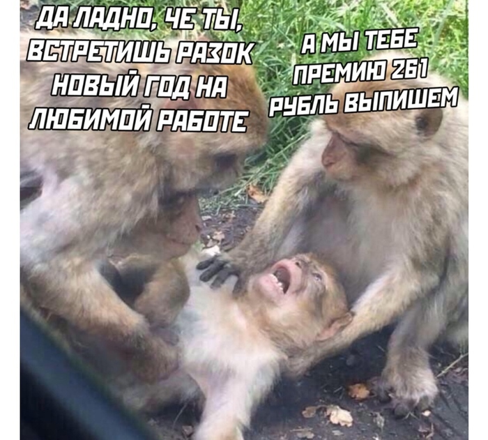 10+ шуток про наступающие праздники, которые сделают ваш конец года