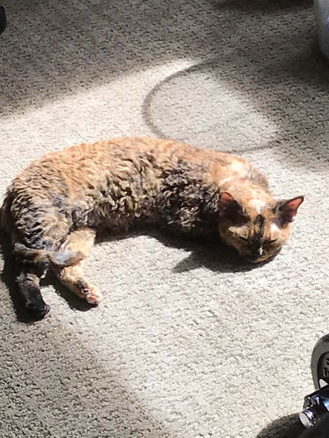 10+ солнечных фото котов, от которых становится тепло даже суровой зимой