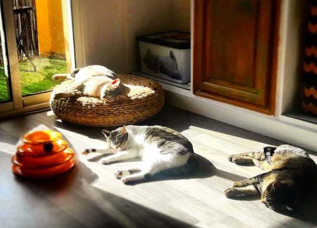 10+ солнечных фото котов, от которых становится тепло даже суровой зимой