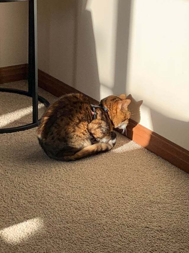 10+ солнечных фото котов, от которых становится тепло даже суровой зимой