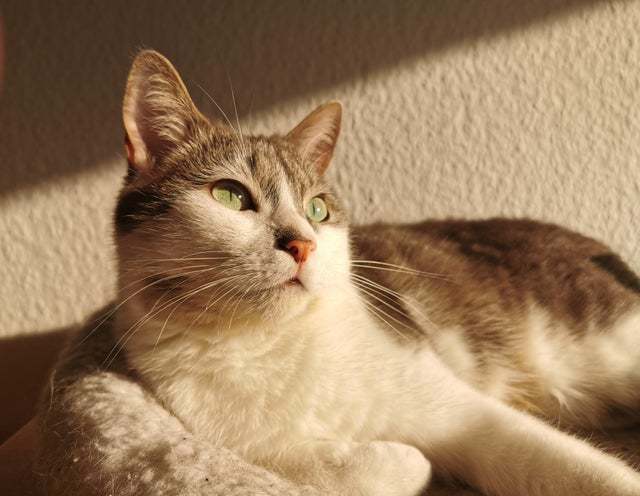 10+ солнечных фото котов, от которых становится тепло даже суровой зимой