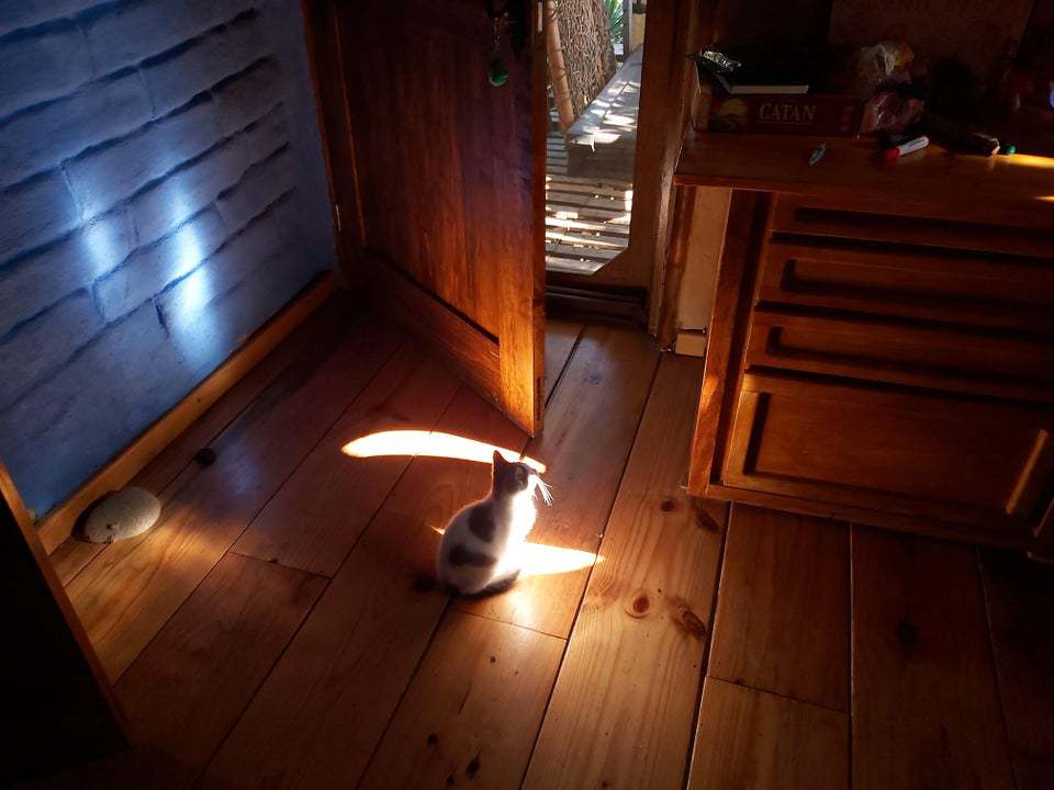 10+ солнечных фото котов, от которых становится тепло даже суровой зимой