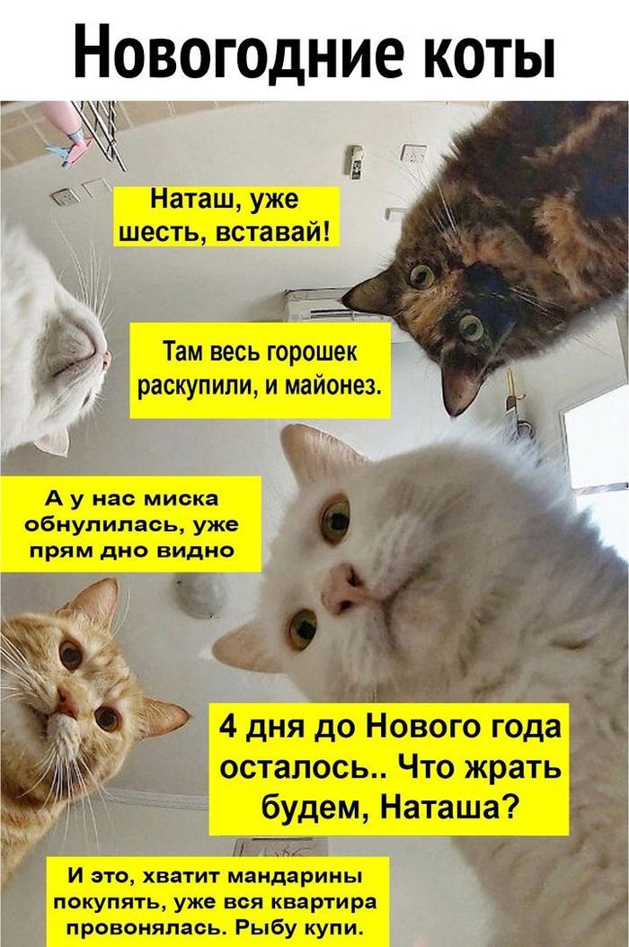 10+ шуток про наступающие праздники, которые сделают ваш конец года