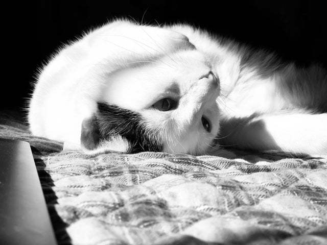 10+ солнечных фото котов, от которых становится тепло даже суровой зимой