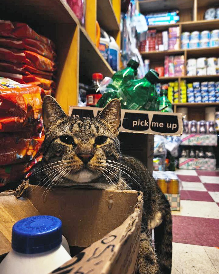 10+ фото котов, которые чувствуют себя деловыми владельцами магазинов