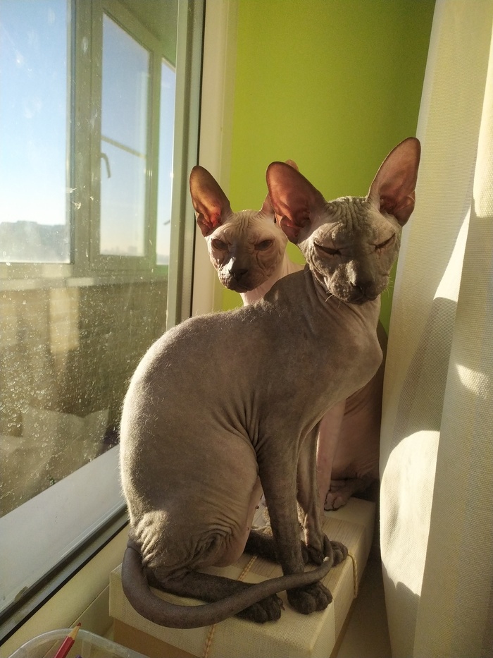 10+ солнечных фото котов, от которых становится тепло даже суровой зимой