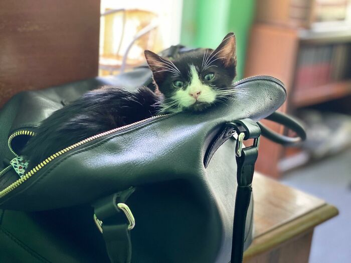 10+ умилительных фото котов, которые поднимут настроение любому
