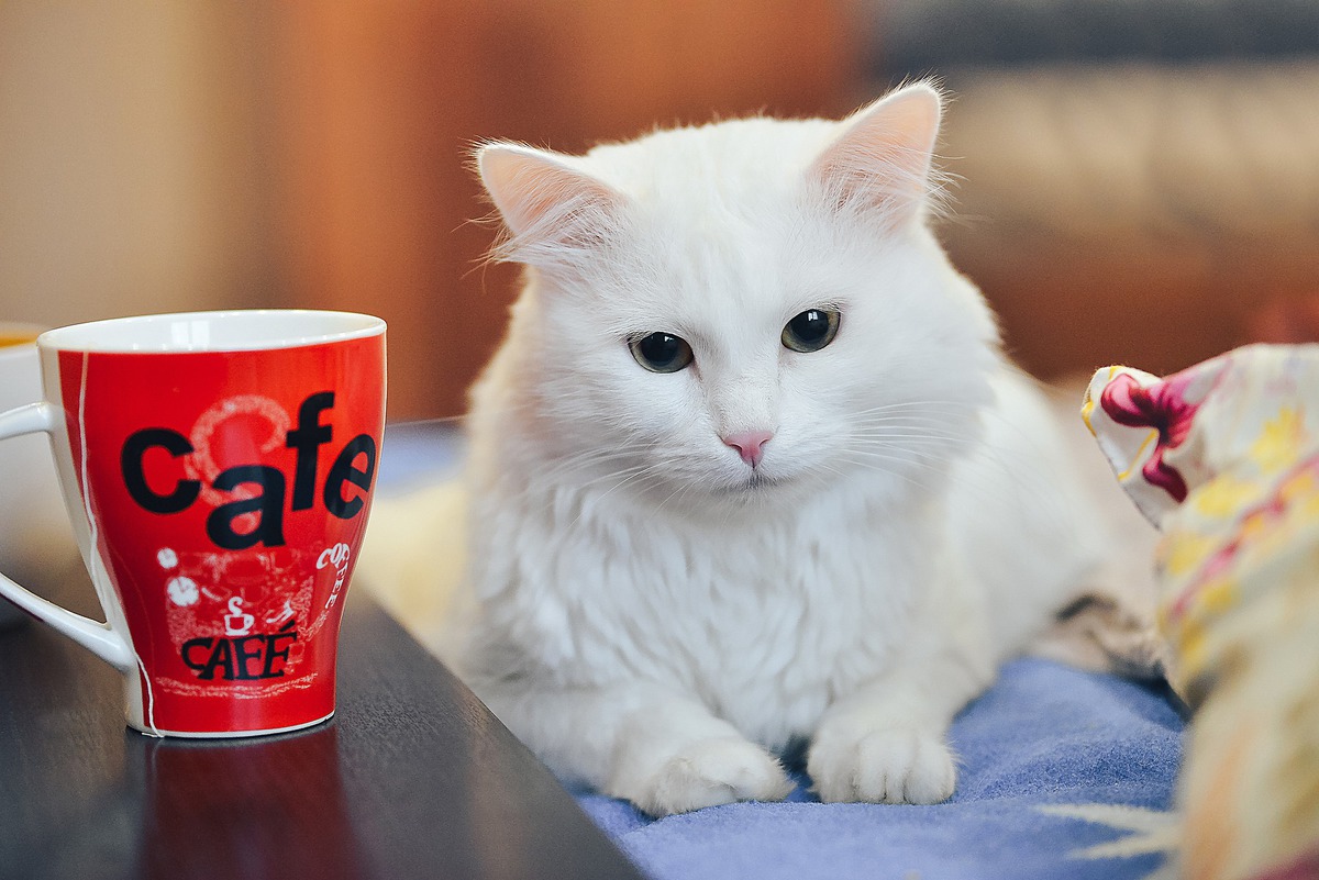 5+ странных кошачьих привычек, которые могут многое о них рассказать