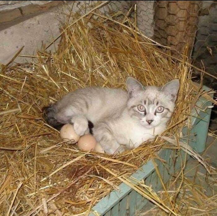 10+ смешных фото кошек, которые выбирают самые необычные места для отдыха
