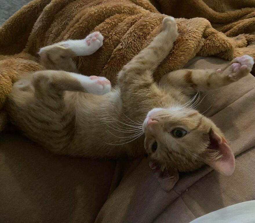 Сейчас котенок постепенно приходит в норму и выздоравливает Сейчас котенок постепенно приходит в норму и выздоравливает