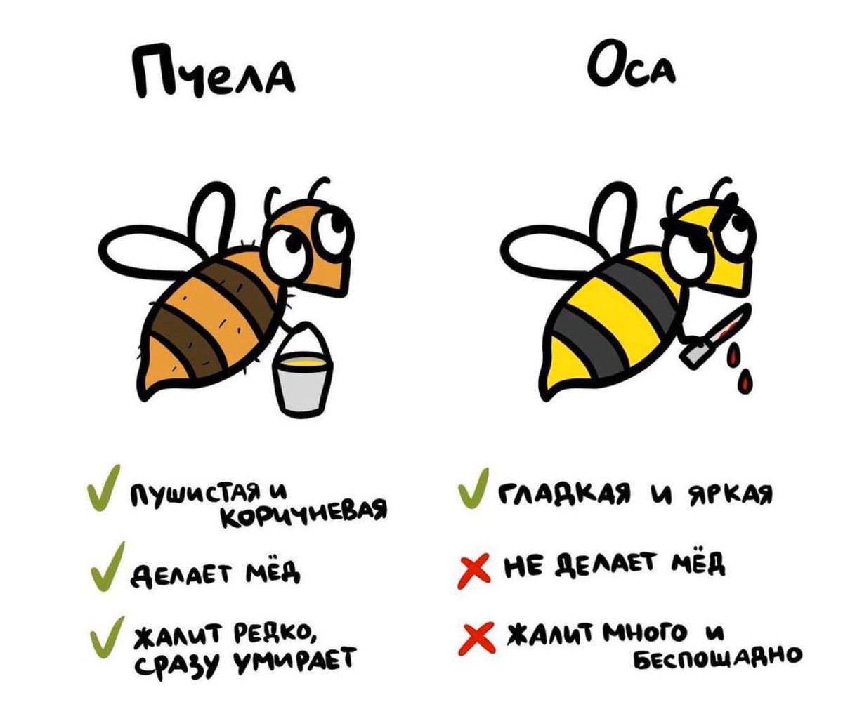 Теперь вы точно отличите пчелу от осы Теперь вы точно отличите пчелу от осы