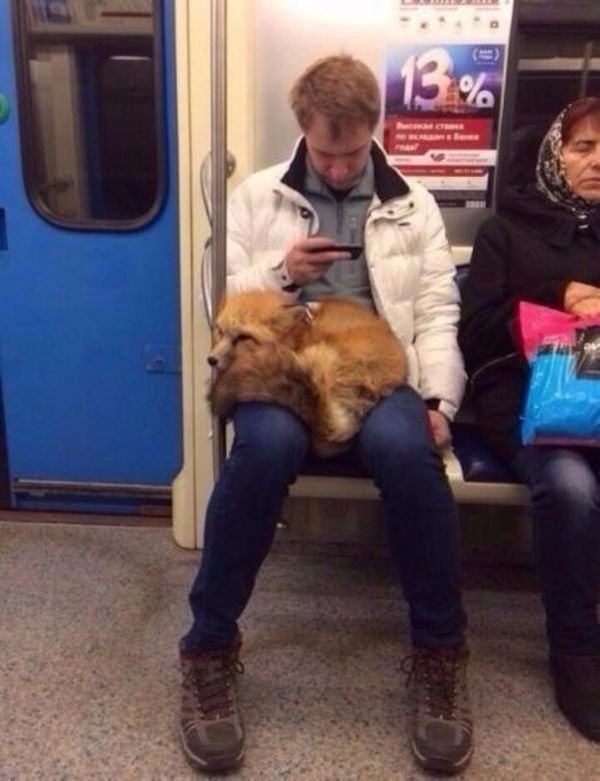 Нестандартный питомец Нестандартный питомец