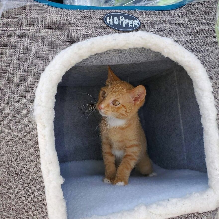 После того как Хоппера немного подлечили, его отправили в приют Noah’s Ark Animal Rescue После того как Хоппера немного подлечили, его отправили в приют Noah’s Ark Animal Rescue