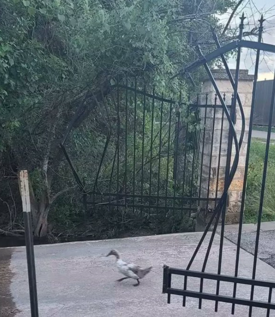 Он сбежал! Он сбежал!