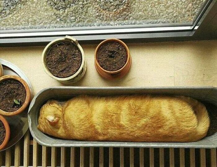 «Кошачий багет» «Кошачий багет»
