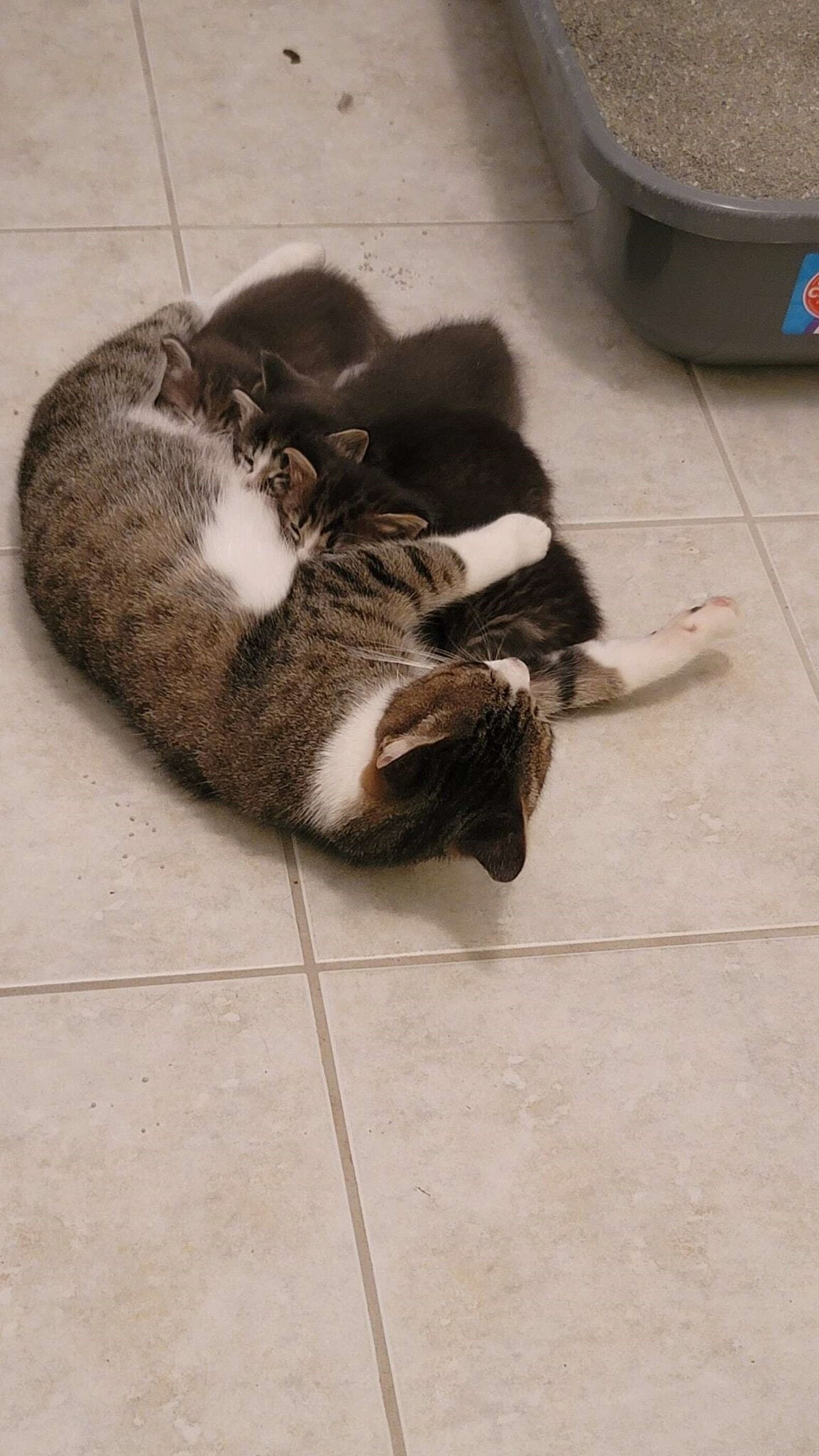 Кошка Амелия и ее котята. Кошка Амелия и ее котята.