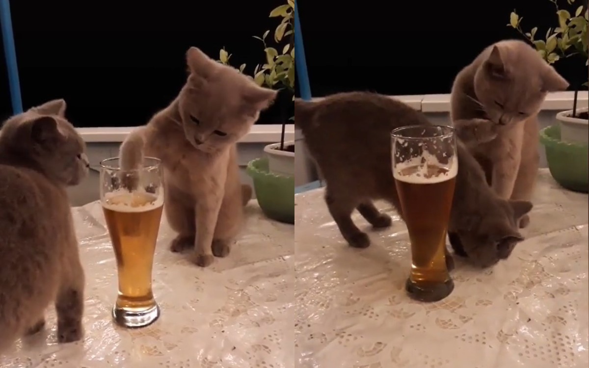 Кот, обожающий пиво. Кот, обожающий пиво.