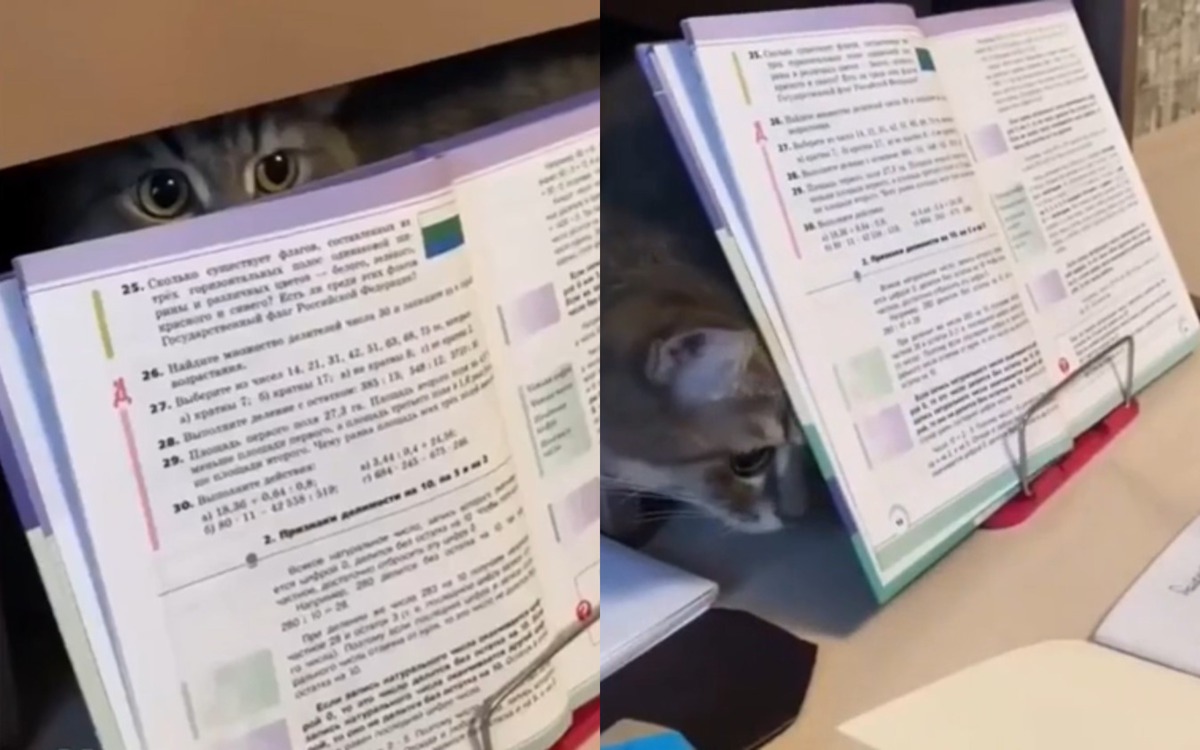 Кошка, делающая уроки с ребенком. Кошка, делающая уроки с ребенком.
