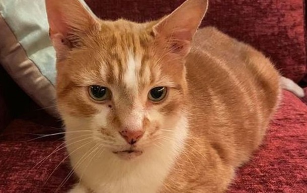 Сбежавший от своих хозяев кот вернулся к ним через 10 лет