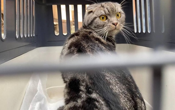 В Ирпене кот прожил два месяца без еды и воды