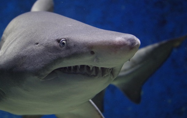 Блогер случайно снял на видео вблизи белую акулу