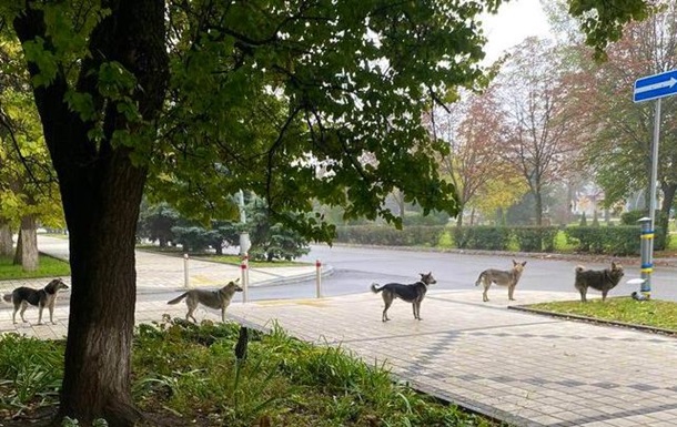 В Краматорске бездомные собаки выстроились в очередь за едой
